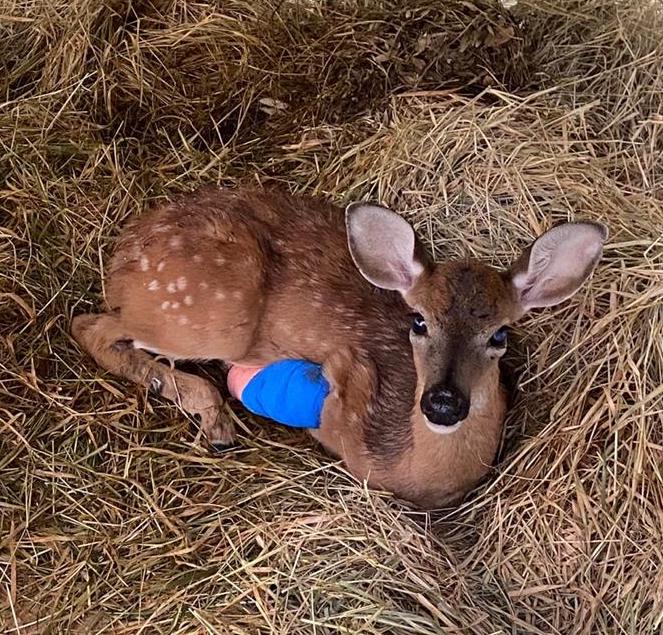 Fawn Recovering